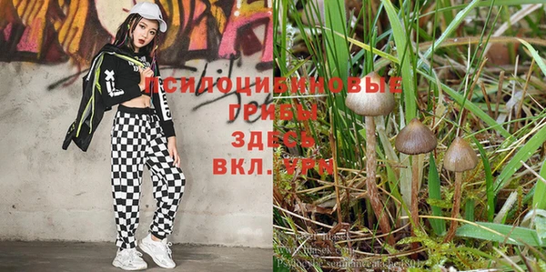 прущие крисы Баксан