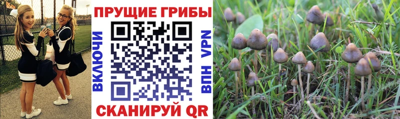 Галлюциногенные грибы Psilocybe  Цимлянск 